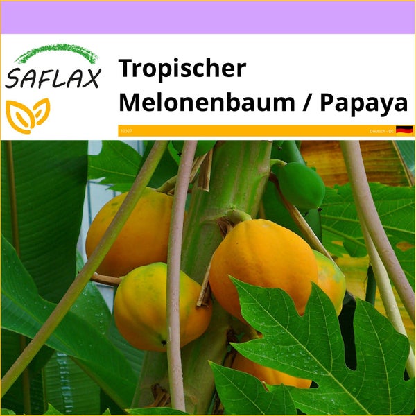 SAFLAX  - Tropischer Melonenbaum / Papaya - Carica papaya - 30 Samen