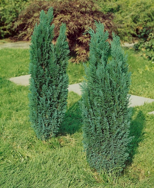 Zwei Säulenzypressen im Garten.