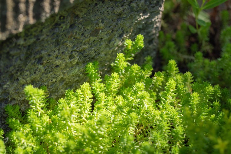 Nahaufnahme von Mauerpfeffer neben einer Steinmauer.