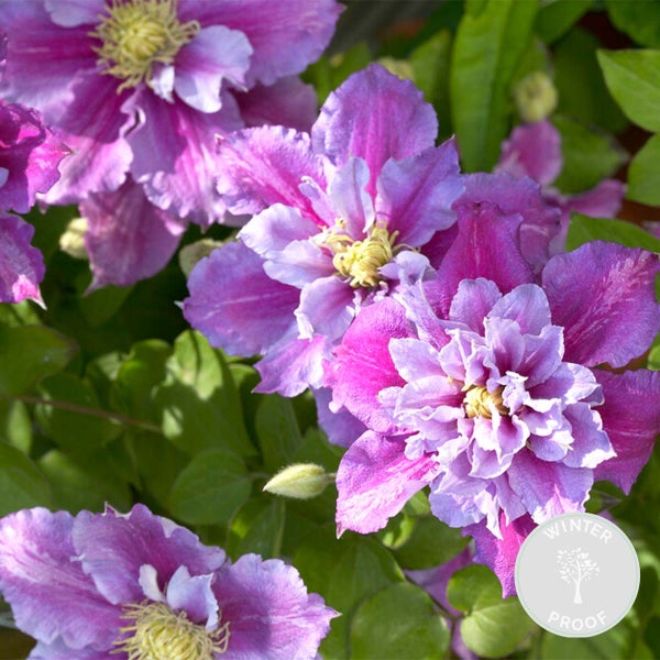 Bloomique - Clematis Piilu - Großblütige Waldrebe - Rosa-Lila - Kletterpflanzen - Gartenpflanzen - Winterhart - 50-70 cm Hoch - Topf 15 cm