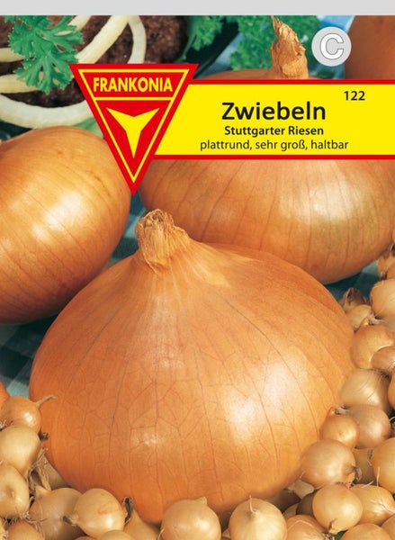 Zwiebeln der Sorte Stuttgarter Riesen, plattrund, sehr groß und haltbar