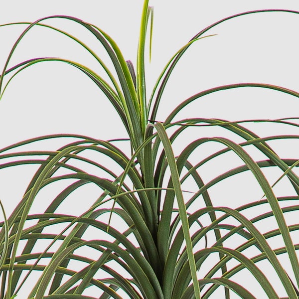 Elefantenfuß Beaucarnea recurvata mit langen, schmalen, nach unten gebogenen Blättern.