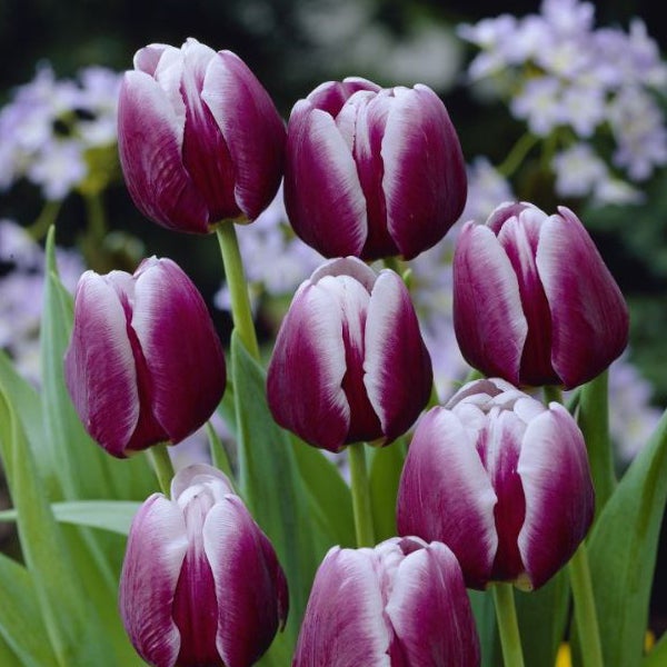 Nahaufnahme von lila-weissen Tulpen im Garten