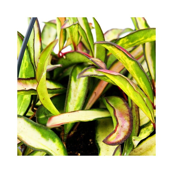 Nahaufnahme einer Porzellanblume Hoya carnosa Tricolor mit länglichen, mehrfarbigen Blättern.