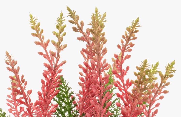 Nahaufnahme einer Heidekrautpflanze mit rosa Blütenknospen und grünen nadelförmigen Blättern.