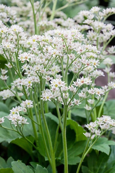 Grossaufnahme einer Dolden-Graslilie mit weissen Blüten