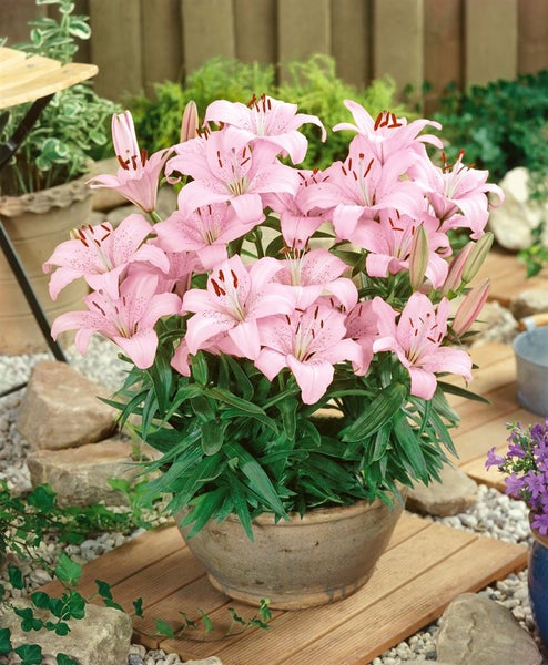 Lilienpflanze in einem Topf mit rosa Blüten auf einer Holzterrasse