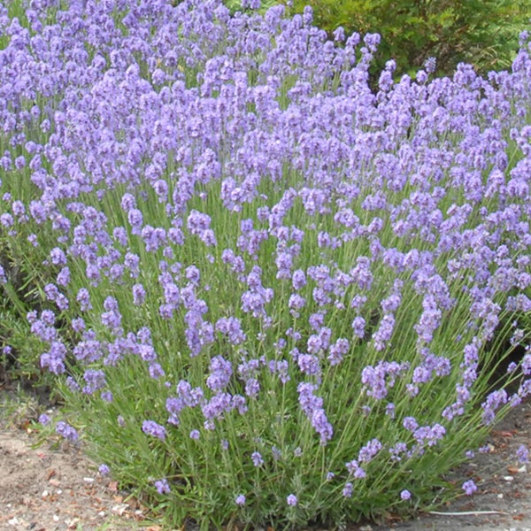 Lavendelbusch mit Blüten