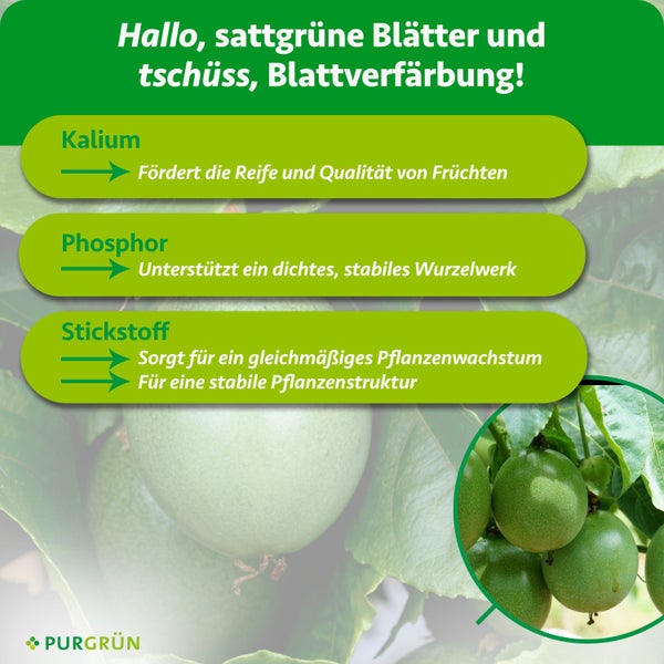 Knipex Kabelschere 95 12 200 für Kupfer- und Aluminiumkabel, rot-blaue Mehrkomponenten-Griffe, Länge 200 Millimeter.