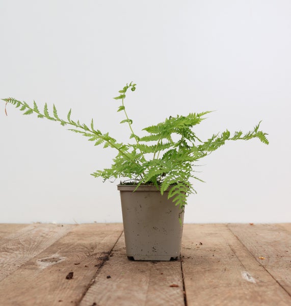 Athyrium filix-femina 'Lady in Red', roter Stiel, ca. 9x9 cm Topf