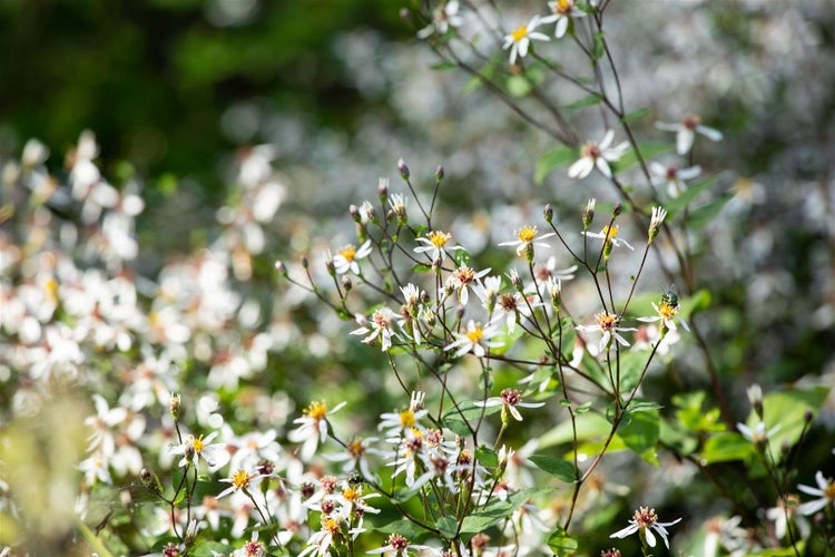 Aster divaricatus, Weißer Wald-Aster, ca. 9x9 cm Topf, zierlich