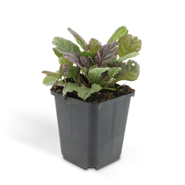 Bodendecker - Kriechender Günsel - Ajuga reptans 'Burgundy Glow' - 9cm Topf - Set mit 20 Pflanzen