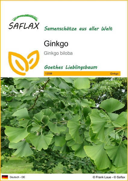 SAFLAX  - Ginkgo - Ginkgo biloba - 4 Samen