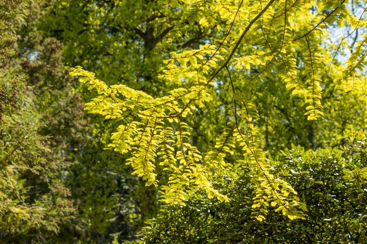 Metasequoia glyptostroboides 'Gold Rush', Urweltmammutbaum, goldgelb, 40–60 cm
