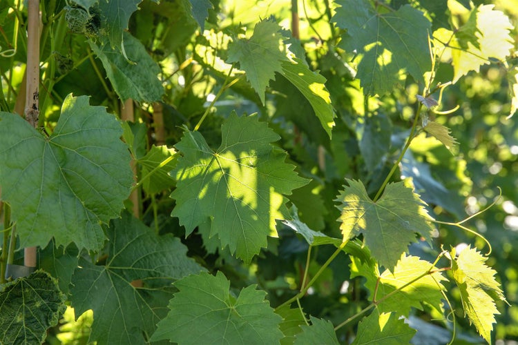 Nahaufnahme von Weinrebenblättern an einem Rankgerüst im Sonnenlicht