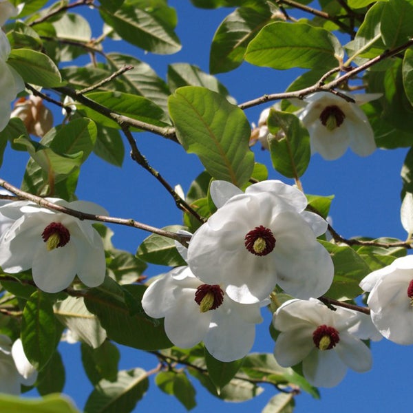 Blühender Sternmagnolien-Baum mit weißen Blüten und grünen Blättern vor blauem Himmel
