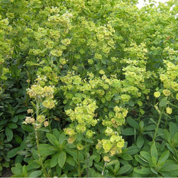 Wolfsmilchgewächs im Garten