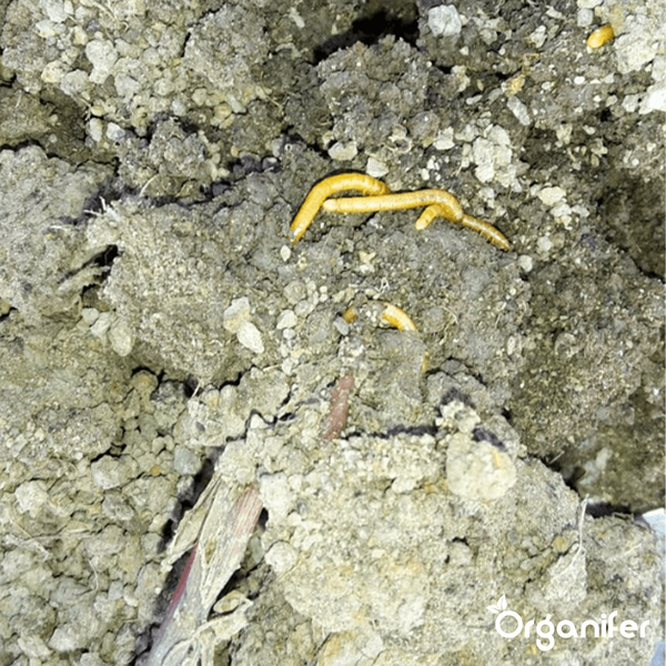 Soil Insects Bodeninsekten-Konzentrat - 5 L für 5000 m2 - Organifer