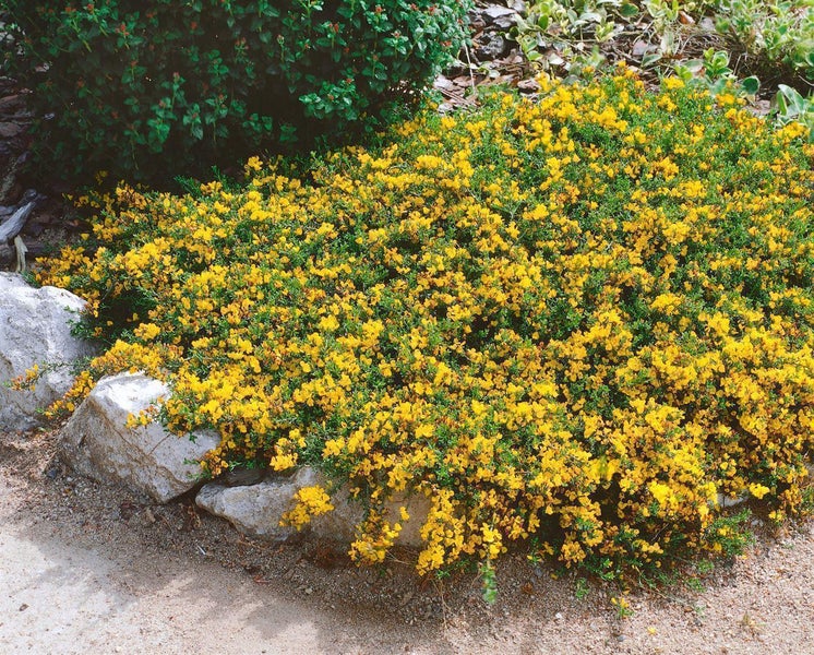 Genista pilosa 'Vancouver Gold', Ginster, leuchtend gelb, 20–30 cm