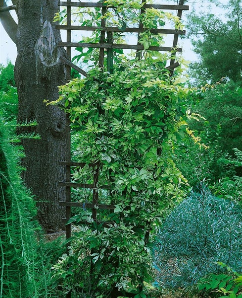 Parthenocissus quinquefolia, Wilder Wein, 60–100 cm