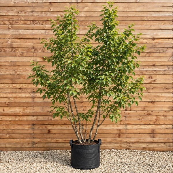 Ein mehrstämmiger Baum in einem runden schwarzen Pflanzsack vor einer Holzwand auf einem Kiesuntergrund.