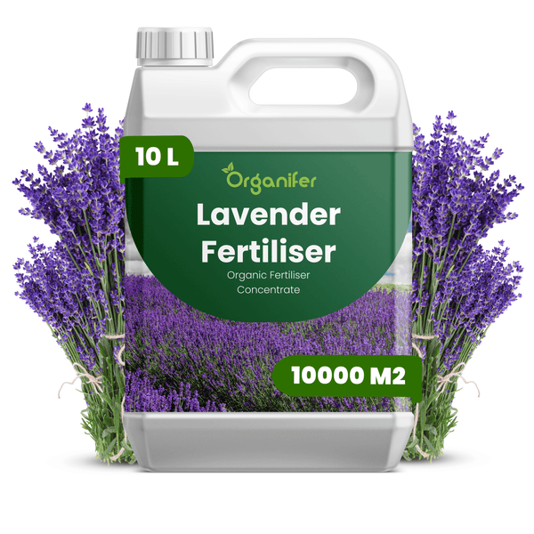 Organifer Lavendeldünger, organisches Düngerkonzentrat, 10 Liter Kanister für circa 10000 Quadratmeter, dekoriert mit Lavendelblüten.