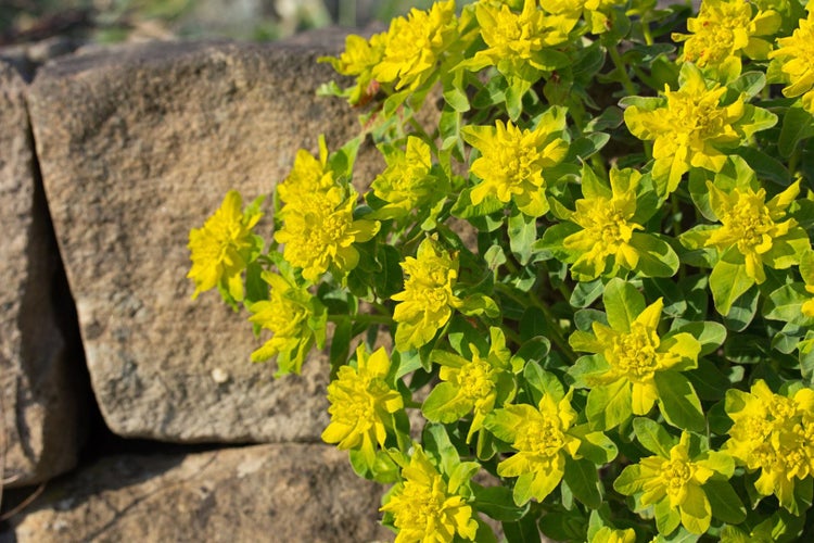 Gelbe Wolfsmilch vor einer Steinmauer