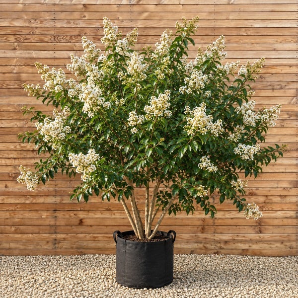 Lagerstroemia indica Strauch mit weißen Blüten in einem schwarzen Pflanzgefäß vor einer Holzfassade