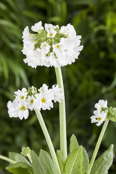 Primula denticulata 'Alba', Kugelprimel, weiß, ca. 9x9 cm Topf