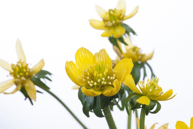 Eranthis hyemalis, Winterling, gelb, ca. 9x9 cm Topf