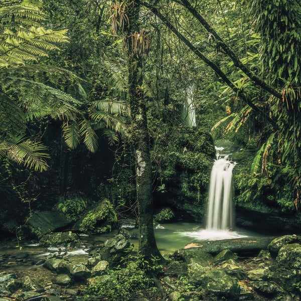 Wasserfall in einem üppigen, grünen Wald mit dichtem Bewuchs und Felsen