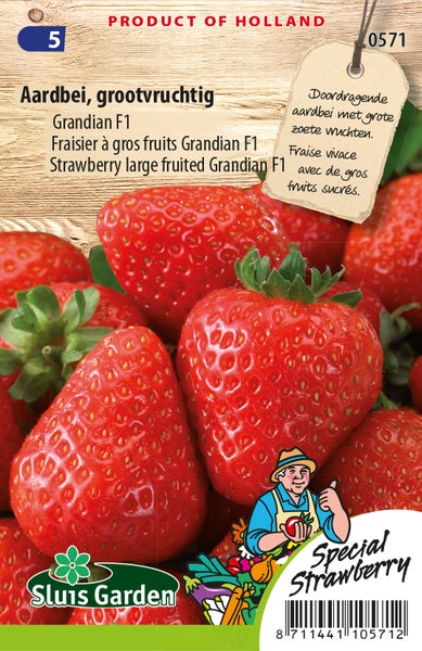 Erdbeere, grossfruchtig, Grandian F1