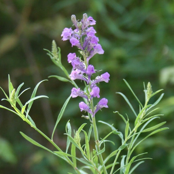Nahaufnahme einer duftenden Nesselblume mit Blüten