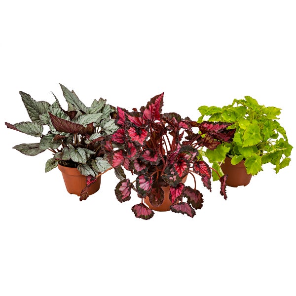 3x Begonia Beleaf Mix – Blattbegonie – Zimmerpflanze – Pflegeleicht – ⌀12 cm – ↕20-25 cm