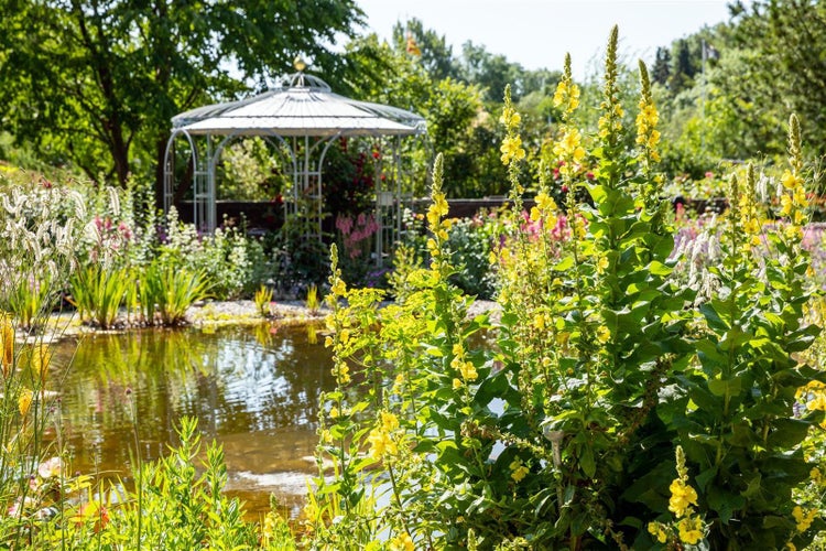 Teich mit Pflanzen und Pavillon im Garten