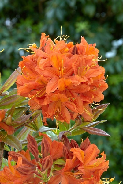 Rhododendron luteum 'Sunny Boy', gelb, 30–40 cm