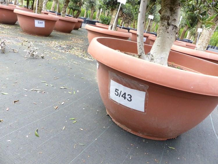 Olivenbaum Pon Pon 170 cm | 4 Pon Pon Bonsai Formgehölz, winterhart