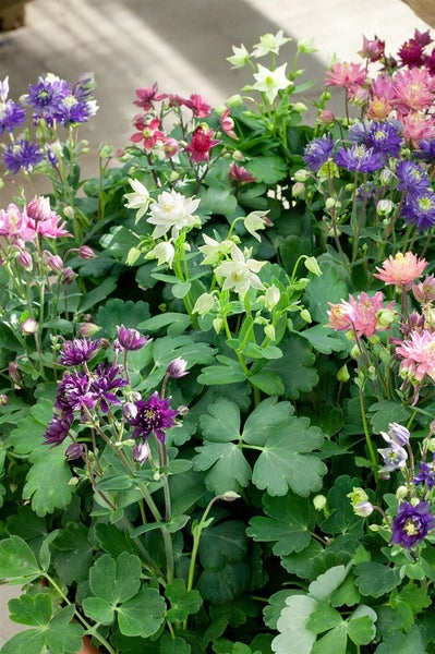 Aquilegia vulgaris, Akelei, blau-violett, ca. 9x9 cm Topf