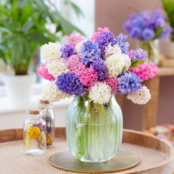 Bloomique – 10er-Mix – Hyacinthus – Hyazinthe – Farbmischung – Blumenzwiebeln – Frühlingsblüte – mehrjährige Pflanzen – wird bis zu 20–25 cm groß