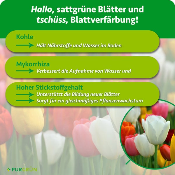 Infografik zeigt Vorteile von Pflanzendünger mit Kohle, Mykorrhiza und Stickstoff für gesundes Blattwachstum und lebendige Tulpenblüten.