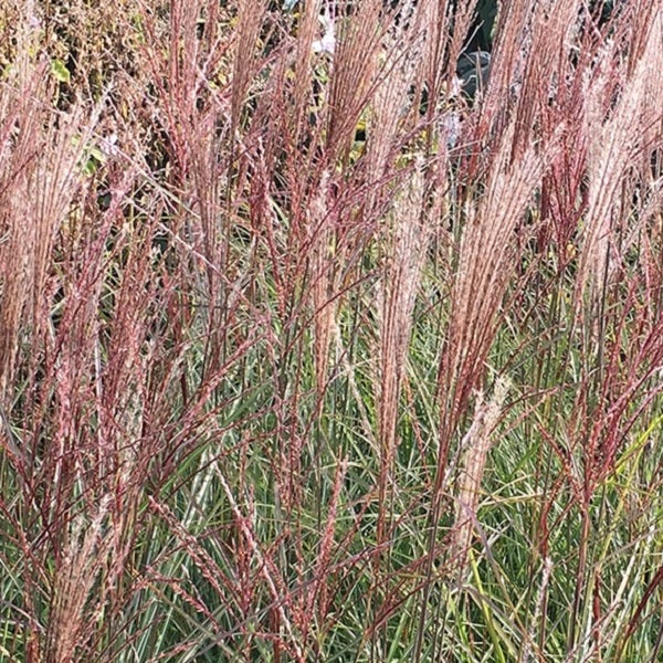 Chinaschilf im Garten