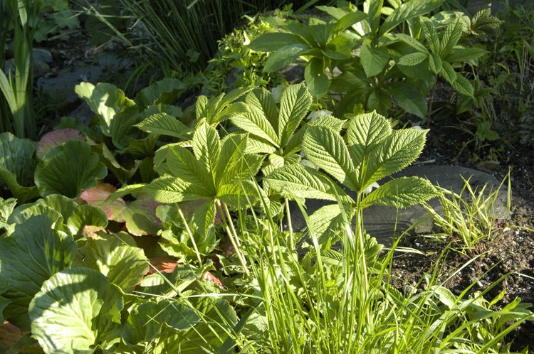 Rodgersia sambucifolia, Schaublatt, ca. 11x11 cm Topf, dekoratives Laub