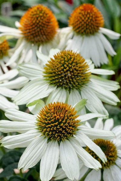 Echinacea purpurea 'PowWow White', Sonnenhut, weiß, 2-3 Liter Container
