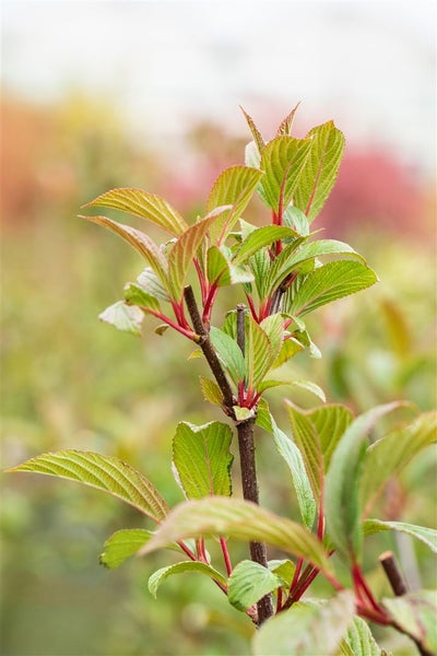Viburnum bodnantense 'Charles Lamont', Duft-Schneeball, rosa, 60–80 cm