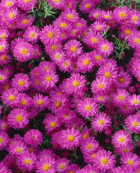 Aster dumosus 'Kassel', Kissen-Aster, violett, ca. 9x9 cm Topf