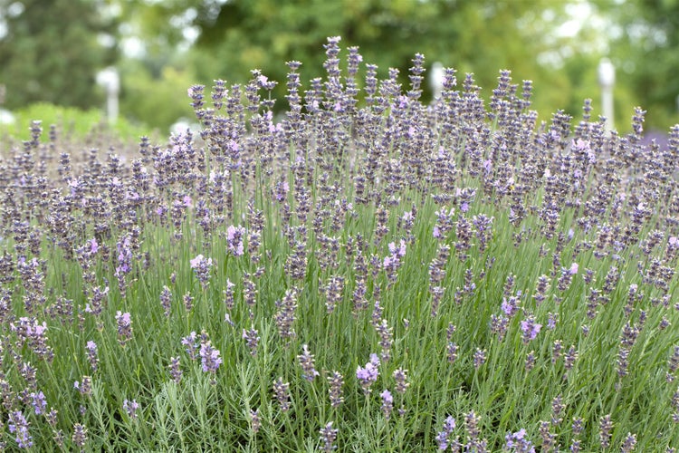 Lavandula angustifolia 'Munstead', Lavendel, violett, 5-7,5 Liter Container
