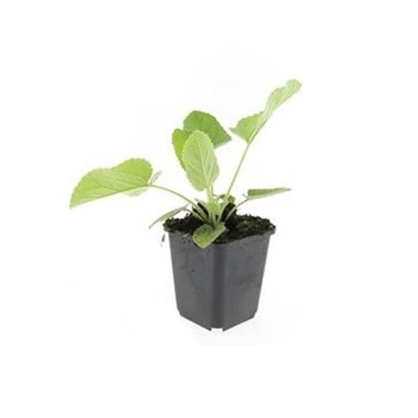 Bodendecker - Russell-Brandkraut - Phlomis russeliana - 9cm Topf - Set mit 6 Pflanzen