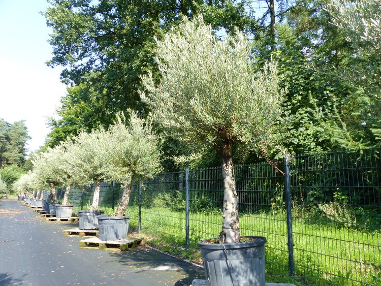 Olivenbaum 240 cm  Stammumfang 50 - 70 cm winterharte Olive, Olea europaea