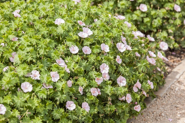 Geranium sanguineum 'Apfelblüte', Storchschnabel, rosa, ca. 9x9 cm Topf