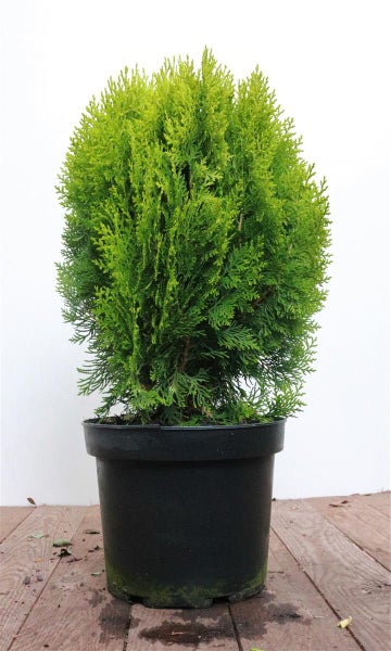 Thuja orientalis 'Aurea Nana', Lebensbaum, goldgelb, 40–50 cm